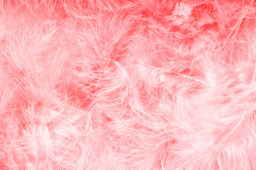 Beautiful coral pink trends feather texture background. Soft and gentle pattern. Bohemian boho style.