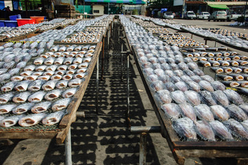 Drying fish after catching by Fisherman