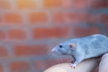 beautiful mink blue rat sits on her arms. Decorative rat or mouse. Care and protection of mice and rats. The concept of holiday, fun. Charming pet.