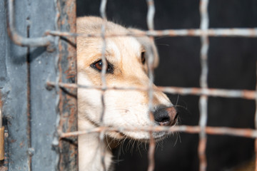 Dogs from city pound in  their locked boxes behind iron fence