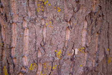 Texture - the bark of an old tree