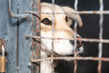 Dogs from city pound in  their locked boxes behind iron fence