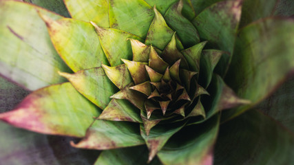 closeup of a plant