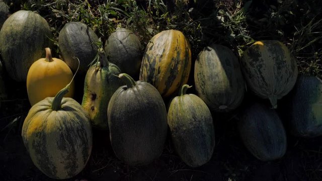Green zucchini growing on garden bed