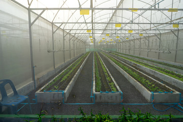greenhouse hydroponic farm for vegetables