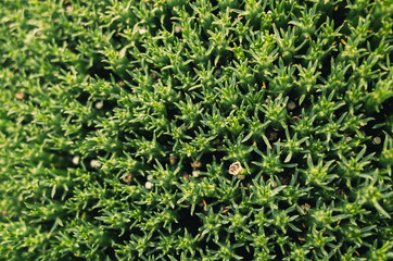 green grass background