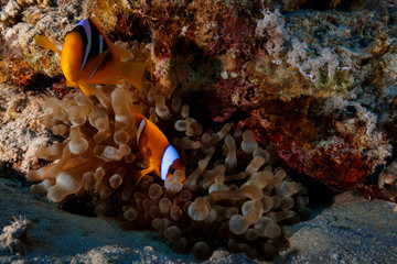 Fototapeta na wymiar Anemone fish and coral at the Red Sea, Egypt