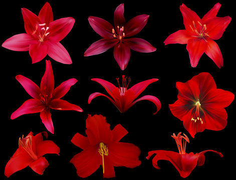 Nine Red Lily Flowers Isolated On Black