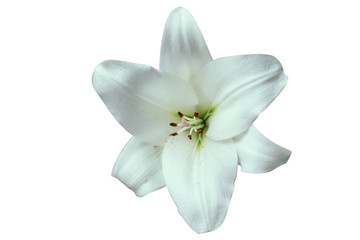 Big white lily isolated on a white background.