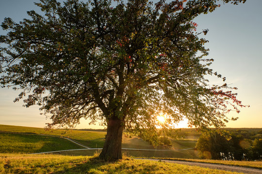 Sunset in an countryside landscape with a beautiful single tree in the foreground. Seen in Franconia / Bavaria, Germany near Kalchreuth in September