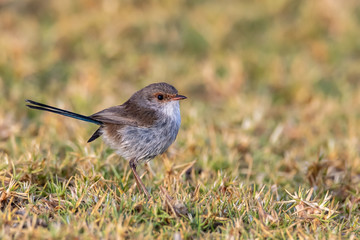 Male Superb Fairy-wren in Non-breeding Plummage