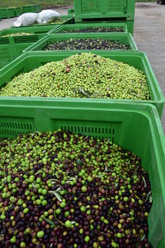 Olive qualit&agrave; "cerasuola" mature pronte per essere molite. Sicilia