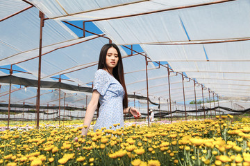 Portrait young beautiful asian woman in blue dress relaxing at chrysanthemum flower field