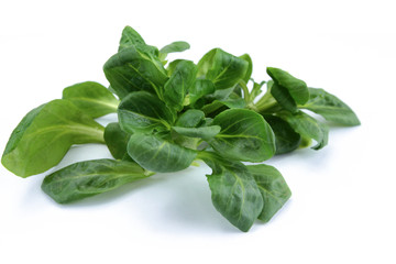 lettuce leaves on a white background