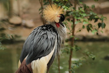 black crowned crane