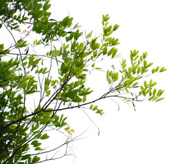 natural tropical green tree leafs with tree brunch in summer time