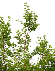 Obraz premium natural tropical green tree leafs with tree brunch in summer time