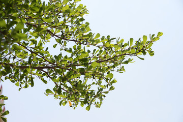 natural tropical green tree leafs with tree brunch in summer time