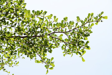 natural tropical green tree leafs with tree brunch in summer time