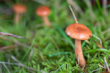 Smal brown mushrooms in the grass .