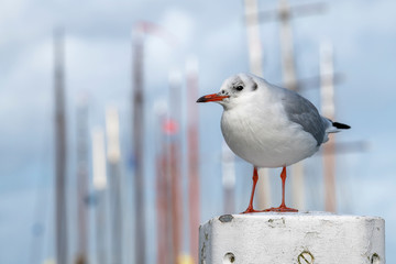 Black-headed gull on a mooring in the harbor .