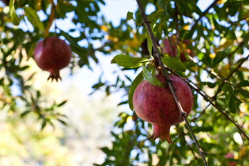 pomegranate tree