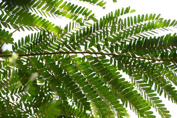 natural tropical green tree leafs with tree brunch in summer time