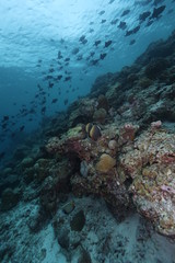 coral reef in the sea