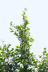natural tropical green tree leafs with tree brunch in summer time