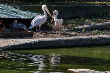 White Pelicans or Pelecanus onocrotalus rest  at shore lake, Sofia, Bulgaria 