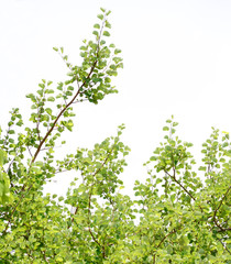 natural tropical green tree leafs with tree brunch in summer time
