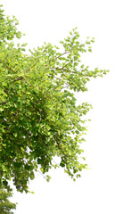 Obraz premium natural tropical green tree leafs with tree brunch in summer time