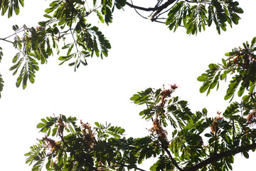 natural tropical green tree leafs with tree brunch in summer time