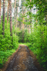 Fototapeta na wymiar Road through beautiful and wild forest