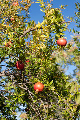 pomegranate tree