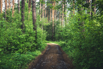 Road through beautiful and wild forest