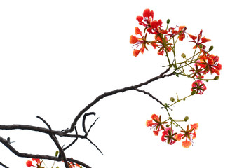 the isolated Red tropical flower and natural tree leafs on tree brunch