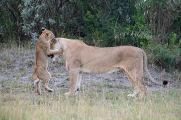 Lion cub playing with lioness