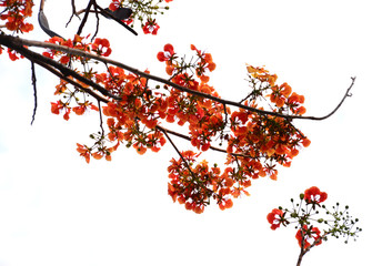 the isolated Red tropical flower and natural tree leafs on tree brunch