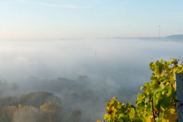 Fototapeta na wymiar Blick durch die Weinstöcke auf das nebelverhangene Maintal