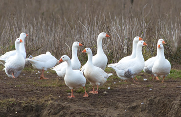 Flock of white domestic geese