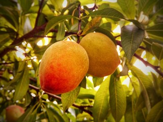 Organics peachs on tree