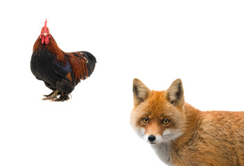 Rooster and fox isolated on a white background. © fotomaster