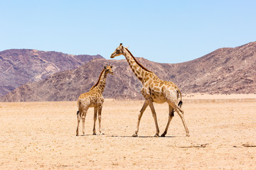 Giraffe walking to her offspring, Namib desert with rocky mountains, Namibia, Africa