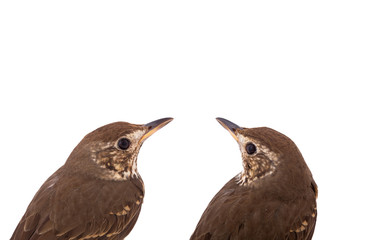 two Song thrush isolated on a white background.