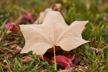 autumn leaf on ground