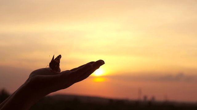A butterfly sits on the palm of a man against a beautiful sunset sky
