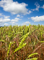 real organic green wheat