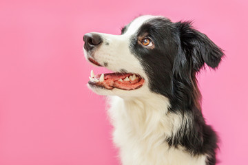 Funny studio portrait of cute smilling puppy dog border collie isolated on pink background. New...