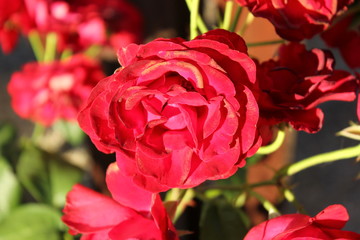 Blühende Rose (Rosenblüte)